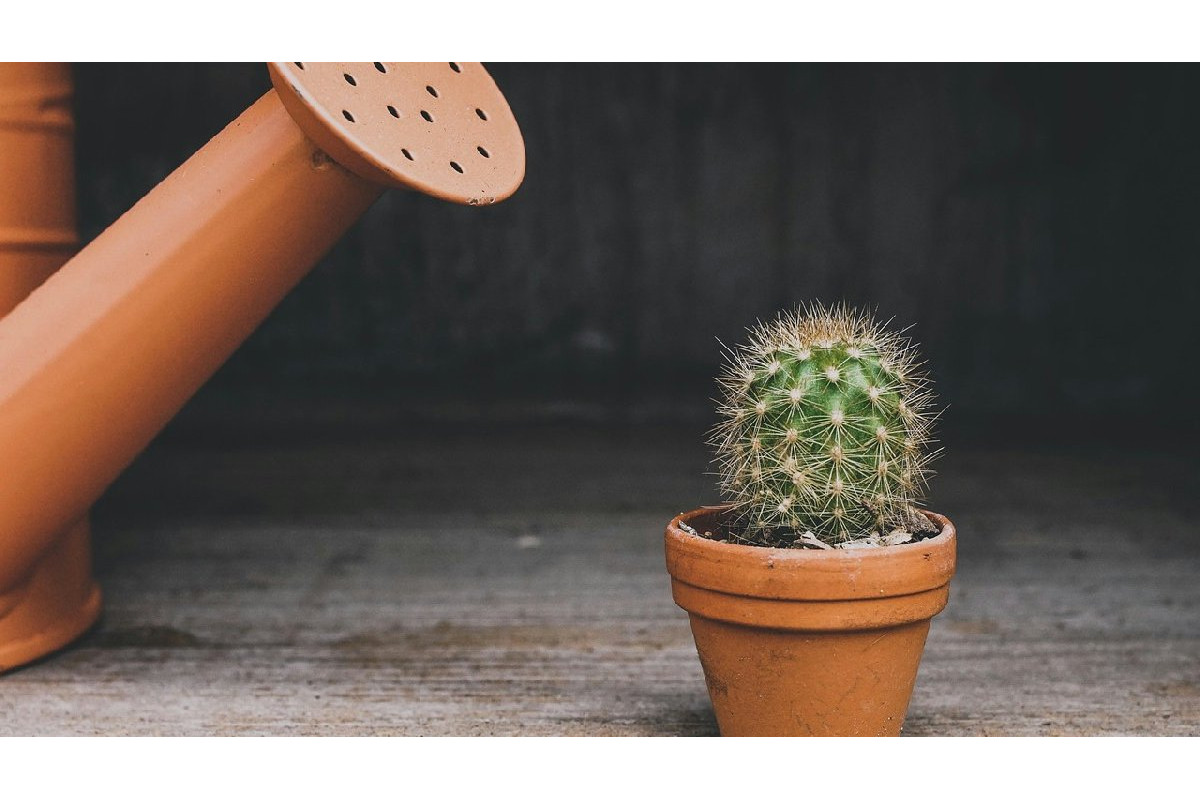 Ecco perché tanti sbagliano quando annaffiano le piante: il gesto che rovina la fioritura
